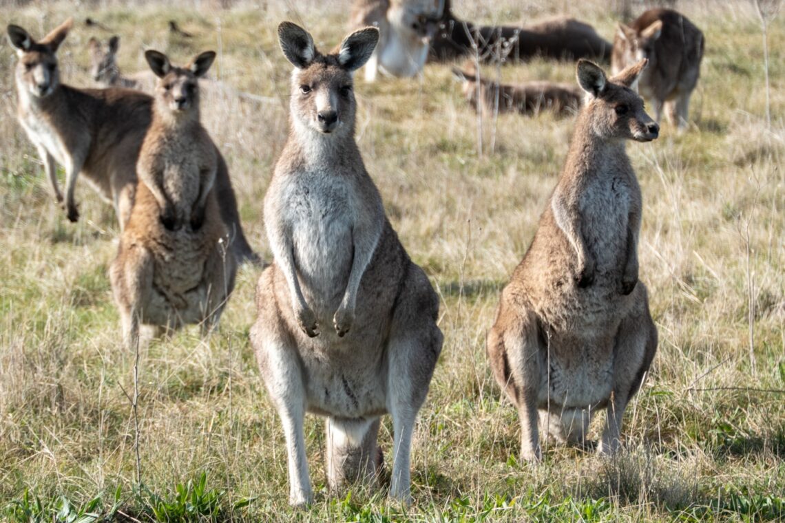 a group of kangaroos standing in a field