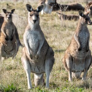 a group of kangaroos standing in a field