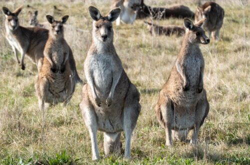 a group of kangaroos standing in a field